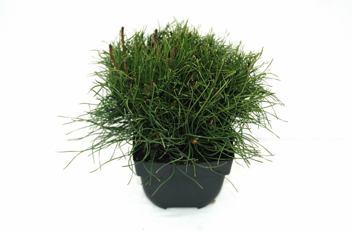 Pinus mugo mugo - C2